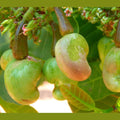 Cashewkerne - geröstet und gesalzen - Frucht-Nuss
