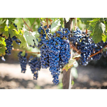 Jumbo-Weinbeeren - Frucht-Nuss
