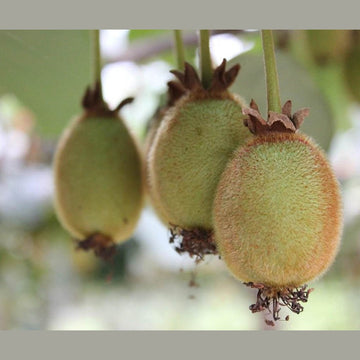 Kiwi getrocknet und kandiert - Frucht-Nuss