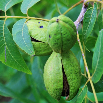 Pekannüsse - naturbelassen - Frucht-Nuss
