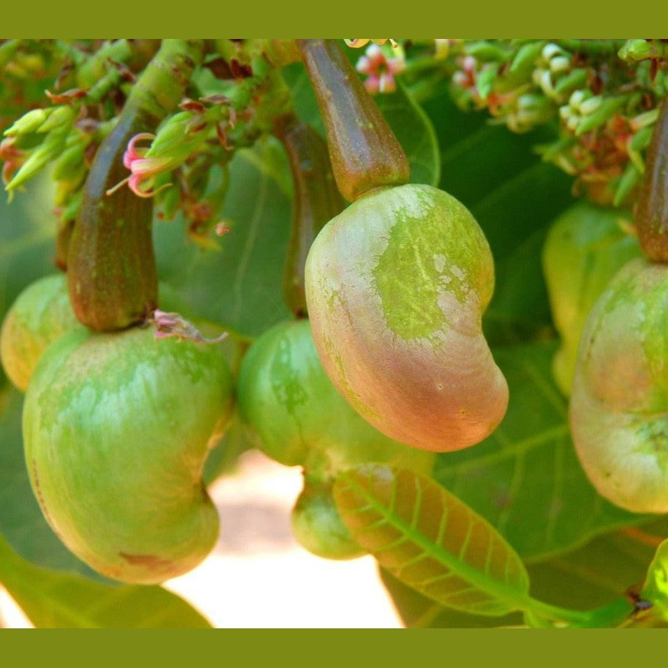 Cashewkerne - geröstet und gesalzen - Frucht-Nuss