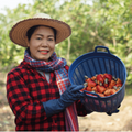 Cashewkerne, naturbelassen und behandelt - Frucht-Nuss