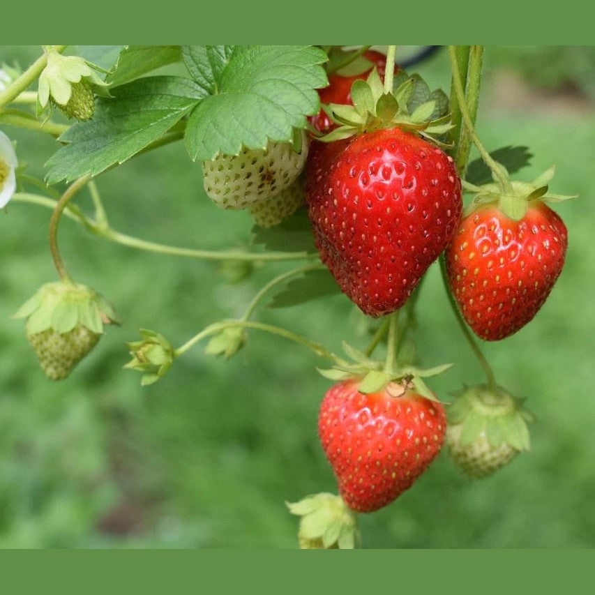 Erdbeeren, getrocknet und kandiert - Frucht-Nuss