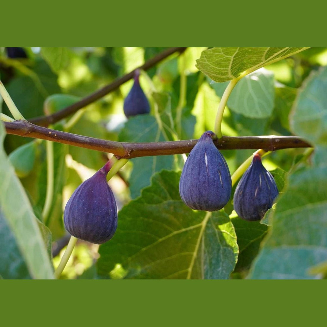 Feigen, getrocknet, Premium Qualität aus der Türkei - Frucht-Nuss