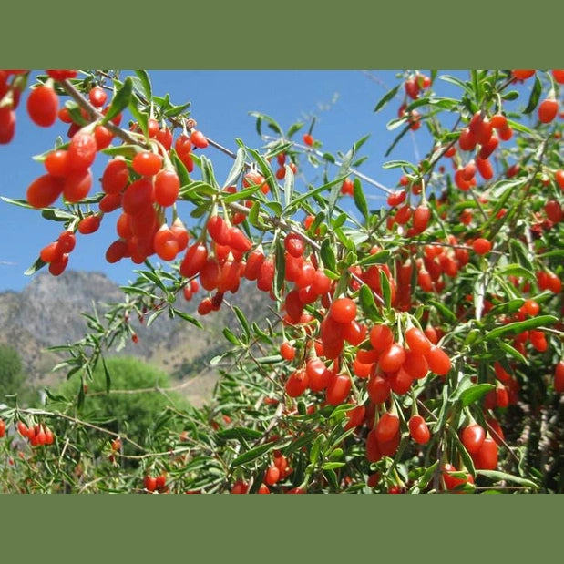 Getrocknete Goji-Beeren, naturbelassen - Frucht-Nuss