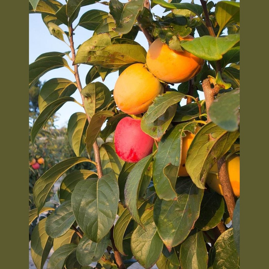 Getrocknete Kaki, Persimmon, Hoshigaki, Cennet Hurmasi, Trabzon Hurmasi, Natur - Frucht-Nuss