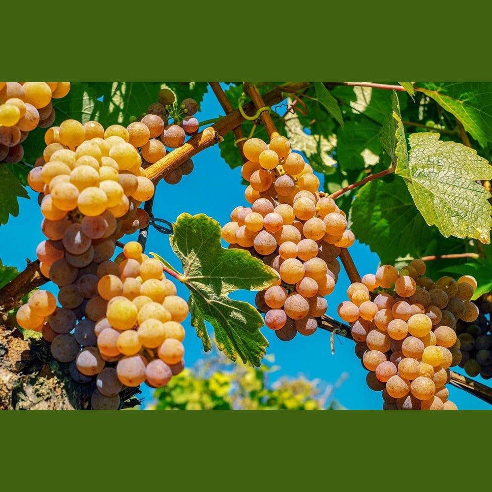 Goldgelb & Aromatisch – Jumbo Rosinen aus Chile - Frucht-Nuss