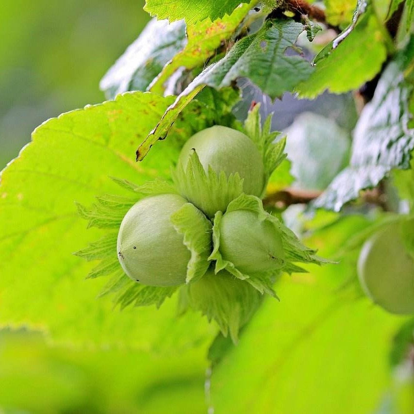 Haselnüsse ohne Schale, blanchiert, geröstet - Frucht-Nuss