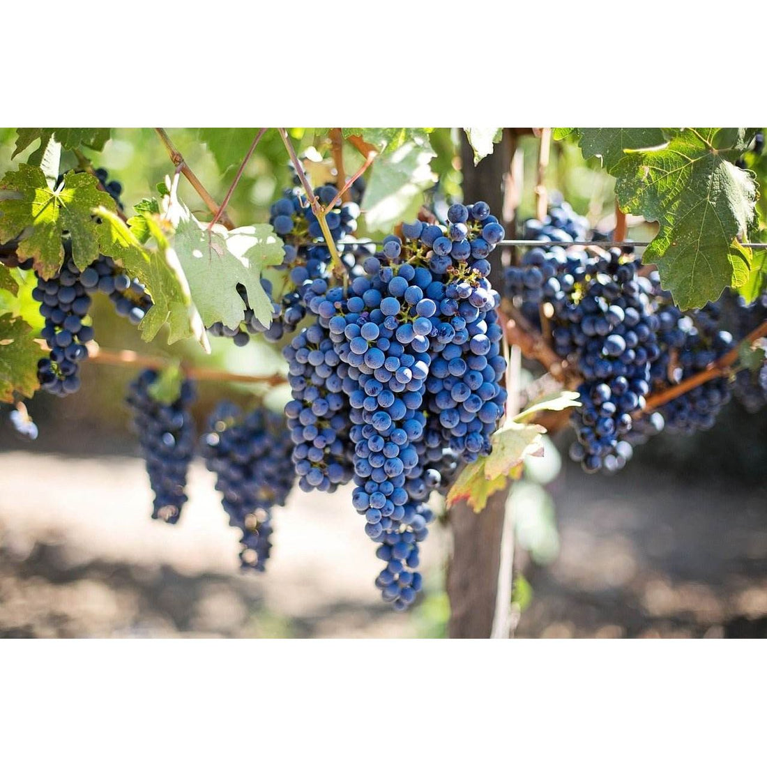 Jumbo-Weinbeeren - Frucht-Nuss