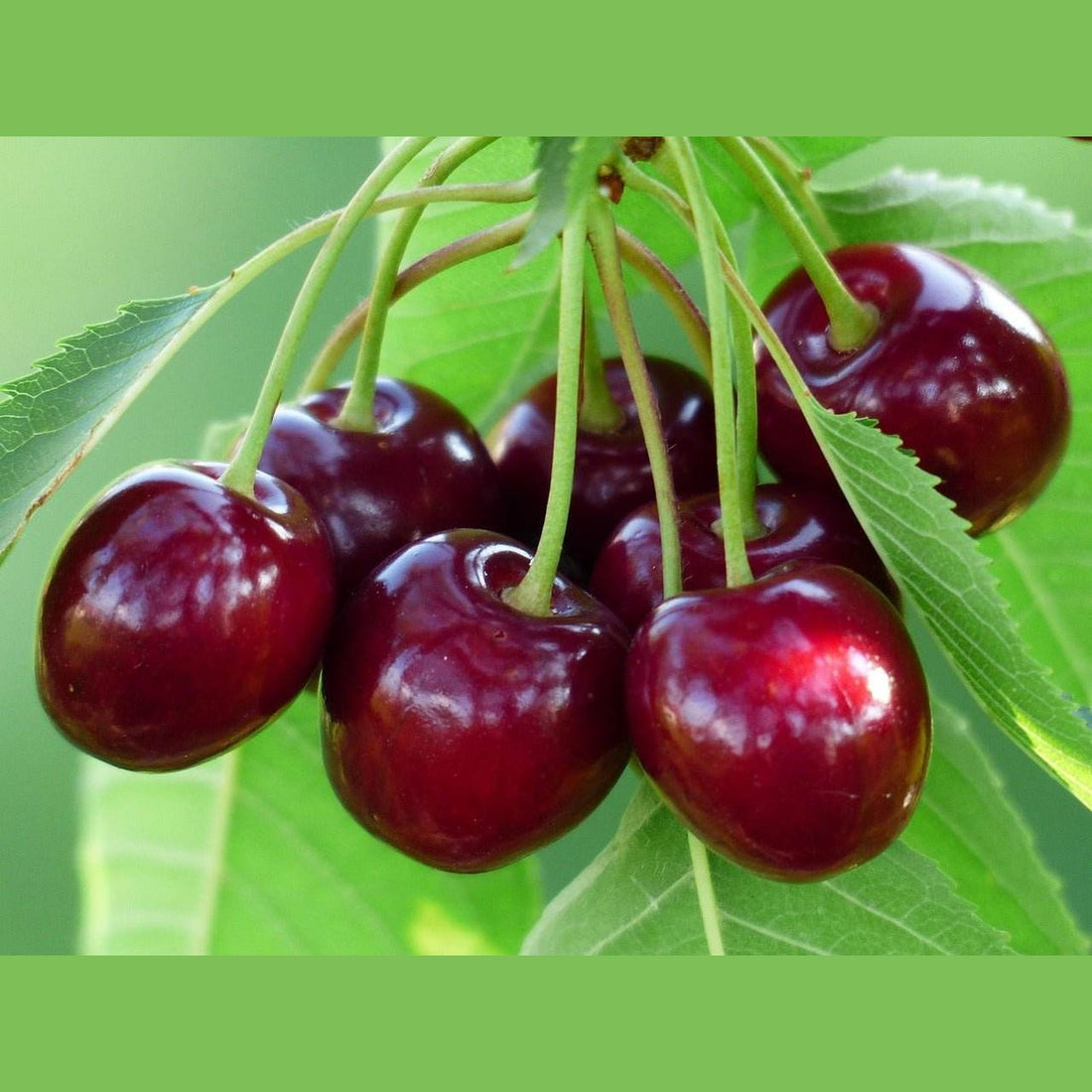 Kirschen getrocknet und kandiert - Frucht-Nuss
