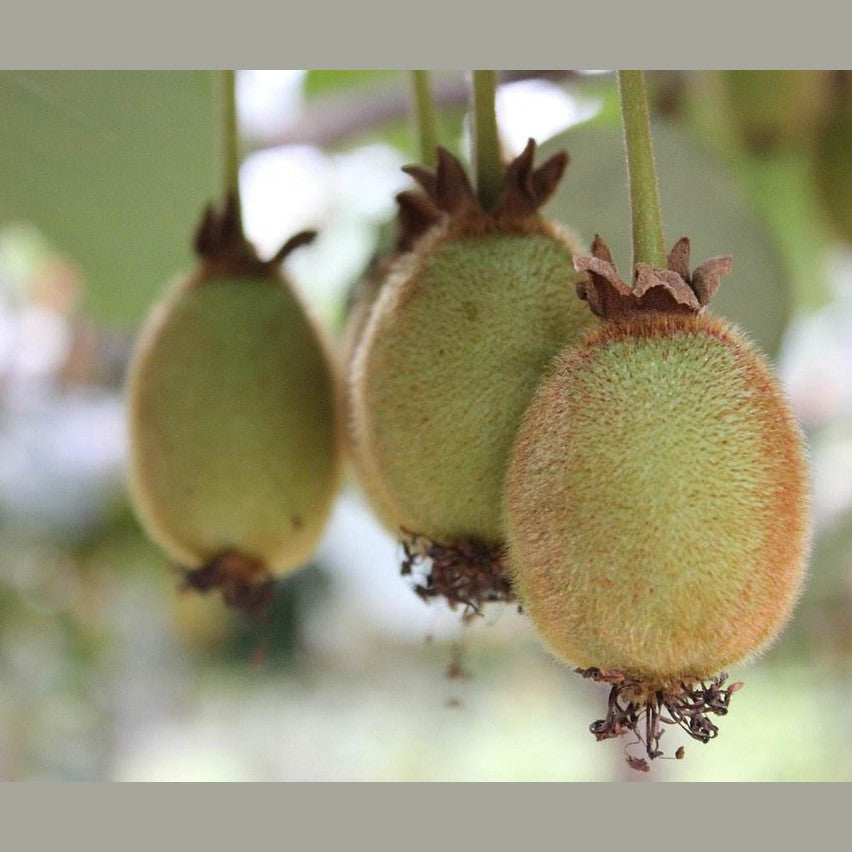 Kiwi getrocknet und kandiert - Frucht-Nuss