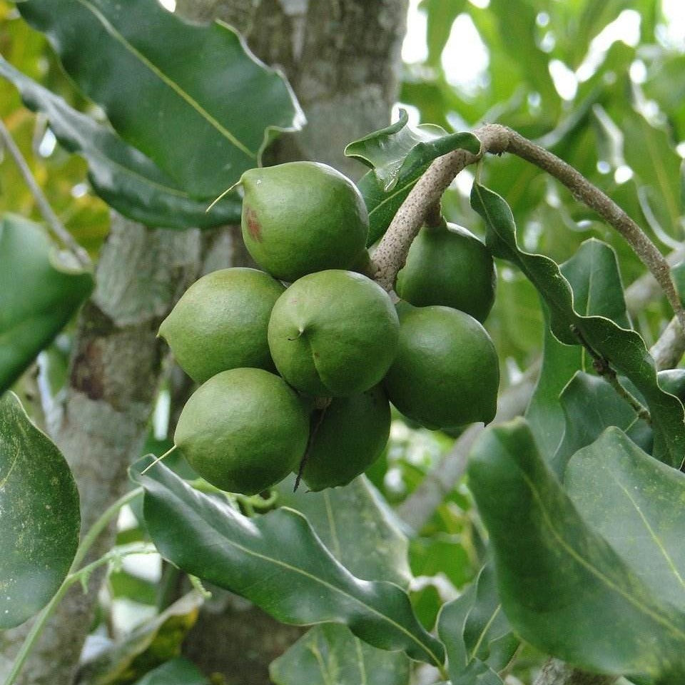 Macadamia - geröstet und gesalzen - Frucht-Nuss