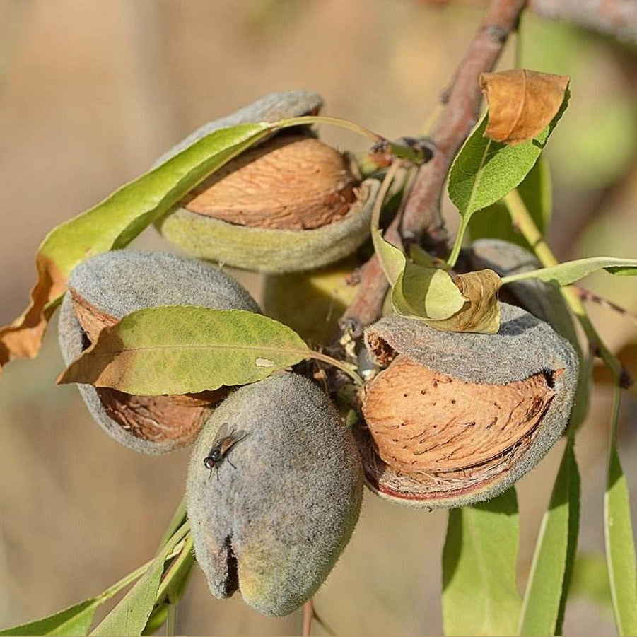 Mandeln - geröstet und gesalzen - Frucht-Nuss