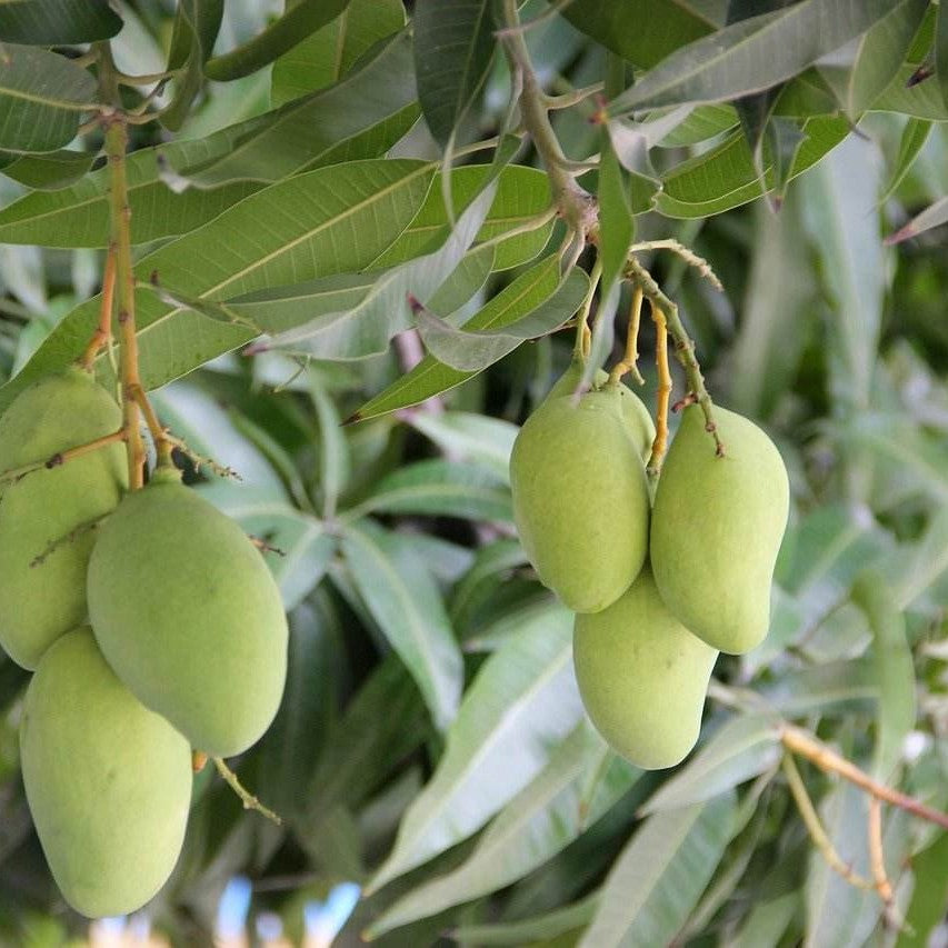 Mango Streifen, getrocknet und kandiert - Frucht-Nuss
