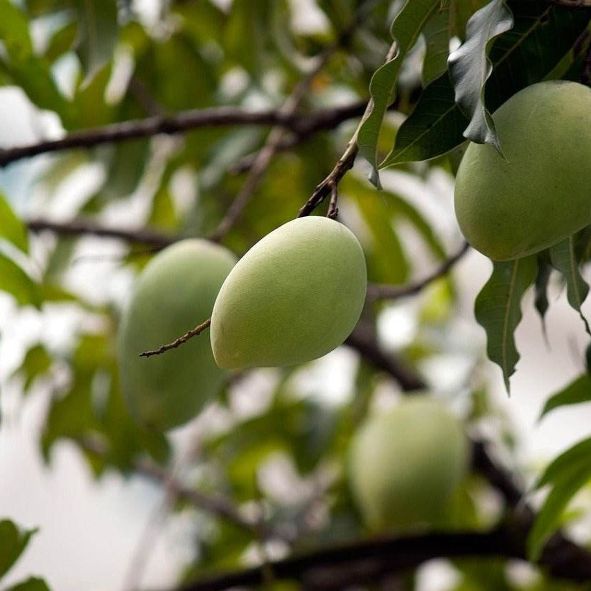 Mangostreifen, getrocknet, naturbelassen, ohne extra Zuckerzusatz - Frucht-Nuss
