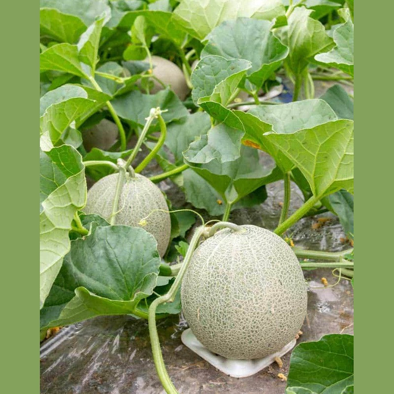 Melonen Streifen, getrocknet und kandiert - Frucht-Nuss