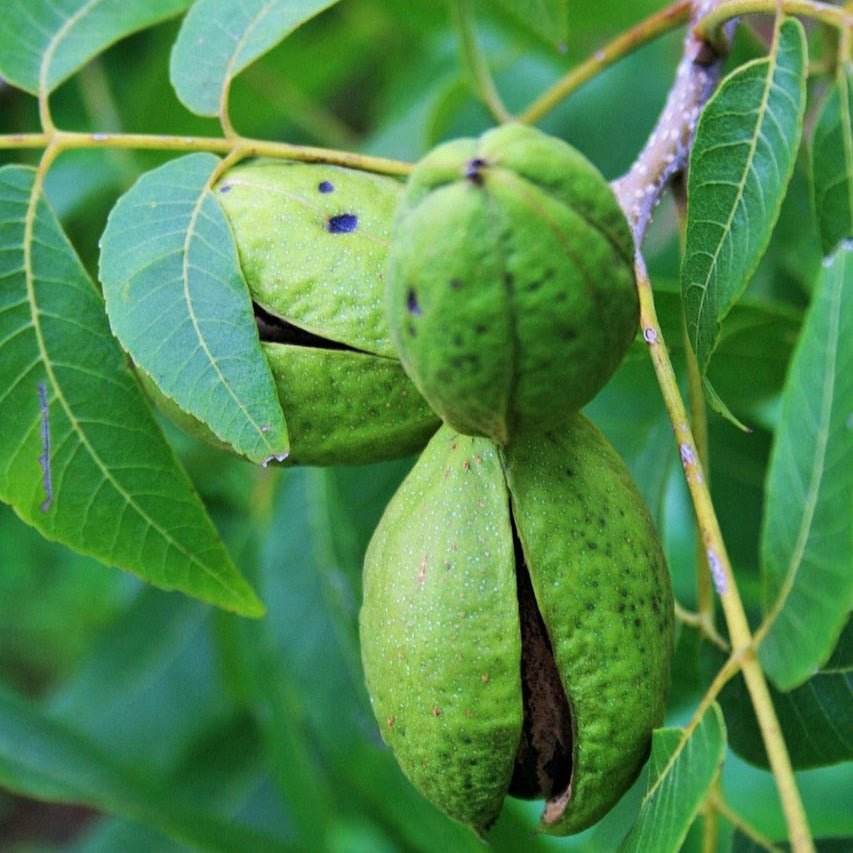 Pekannüsse - naturbelassen - Frucht-Nuss