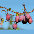Pflaumen, getrocknet ohne Kerne - Frucht-Nuss