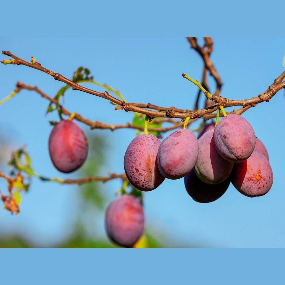 Pflaumen, getrocknet ohne Kerne - Frucht-Nuss