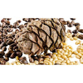 Pinienkerne in Premium-Qualität, naturbelassen - Frucht-Nuss