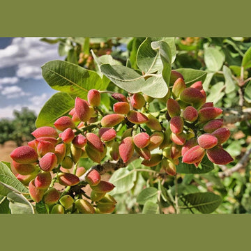Pistazien in der Schale - geröstet und gesalzen - Frucht-Nuss