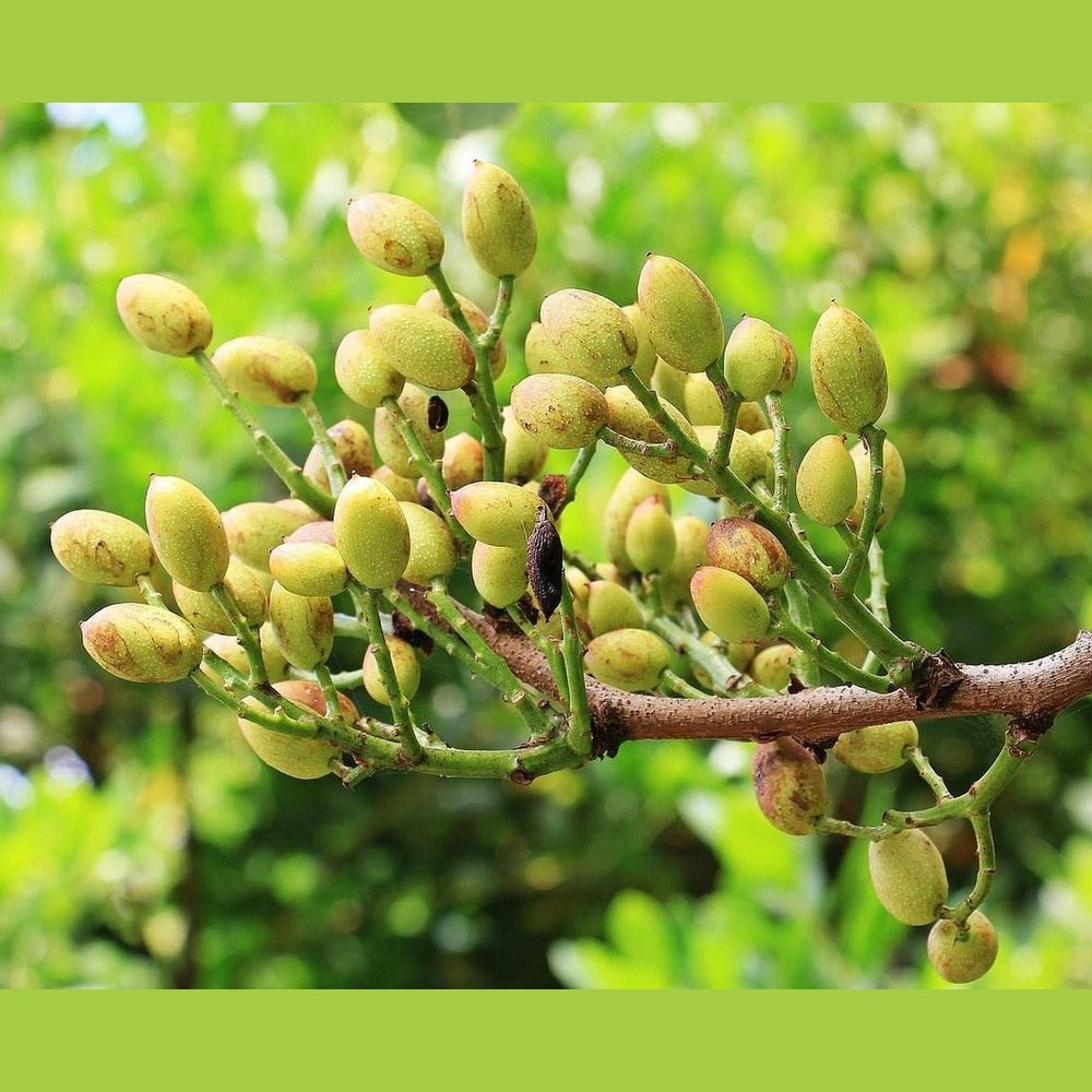 Pistazienkerne, naturbelassen - Frucht-Nuss
