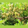 Pistazienkerne, naturbelassen - Frucht-Nuss