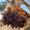 Premium Jumbo Medjool Datteln - Frucht-Nuss