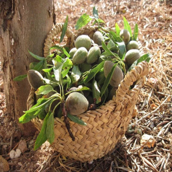 Premium Mandeln aus Kalifornien – naturbelassen und unbehandelt - Frucht-Nuss