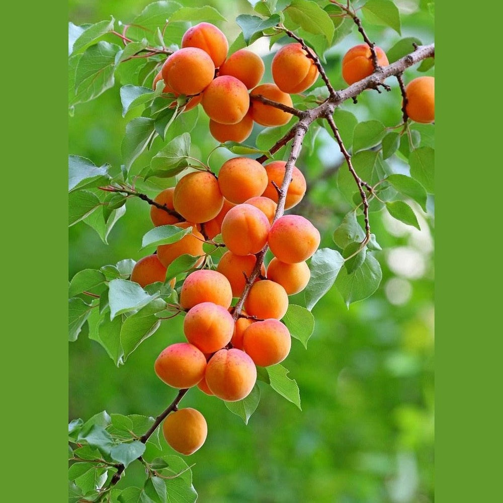 Sonnengereift & Natürlich – Getrocknete Aprikosen ohne Zusätze - Frucht-Nuss
