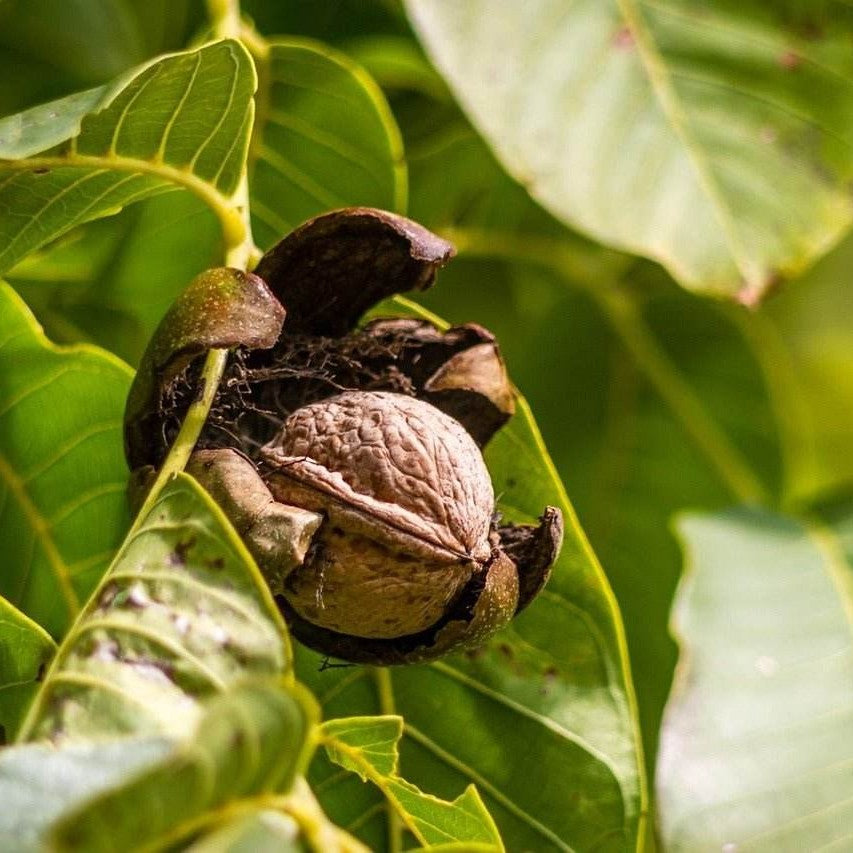 Walnusskerne in Premium-Qualität - naturbelassen - Frucht-Nuss