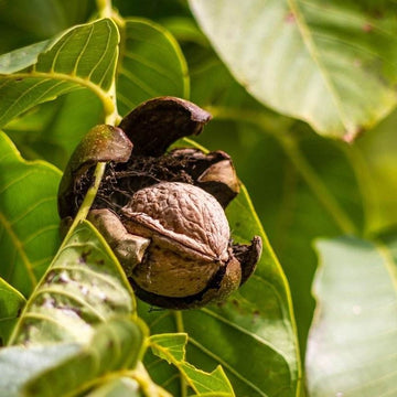 Walnusskerne in Premium-Qualität - naturbelassen - Frucht-Nuss